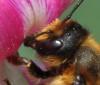Megachile willughbiella
